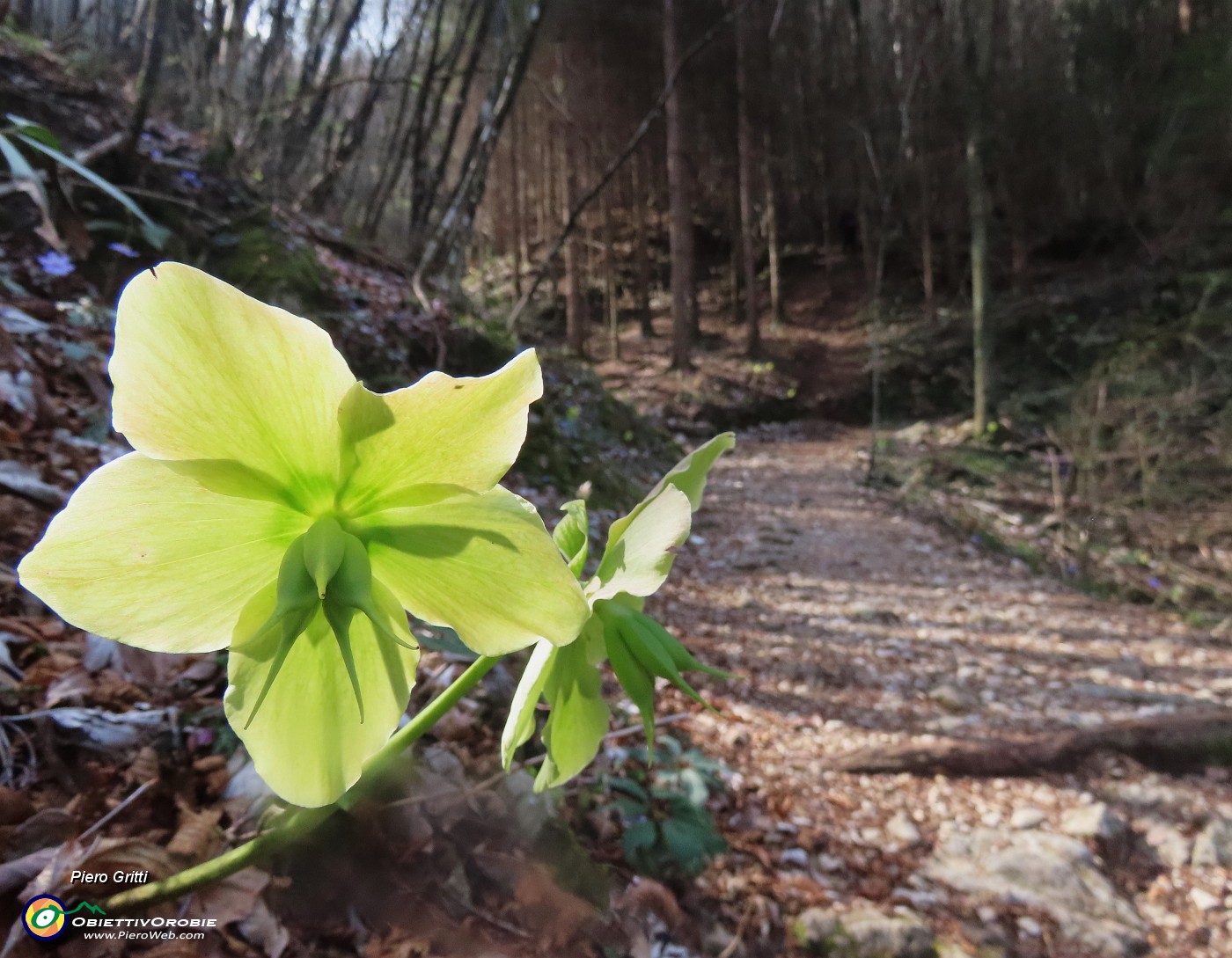 22 Helleborus niger (Ellebori) in fruttescenza.JPG